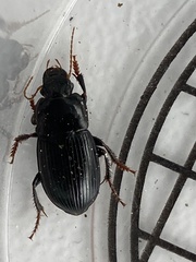 Harpalus tardus
