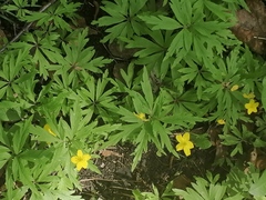Anemonoides ranunculoides