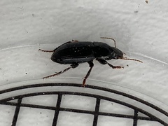 Harpalus tardus