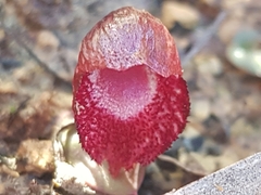 Corybas undulatus