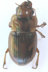Bradybaenus opulentus