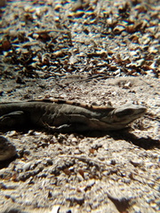 Ctenosaura similis similis