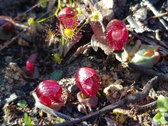 Corybas undulatus