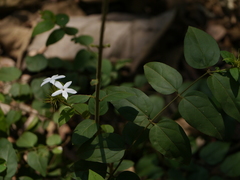 Jasminum coarctatum coarctatum