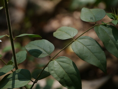 Jasminum coarctatum coarctatum