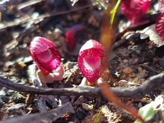 Corybas undulatus