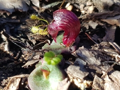 Corybas undulatus