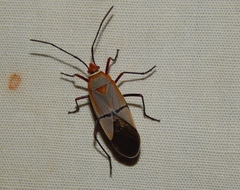 Dysdercus intermedius