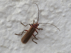Cantharis antennalis