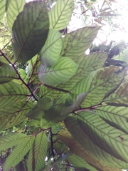 Polyalthia stenopetala