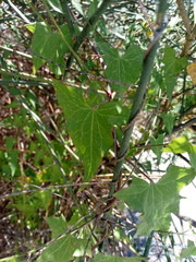 Convolvulus scammonia
