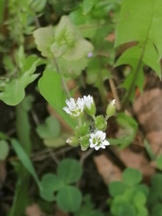 Cerastium