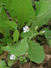 Cerastium