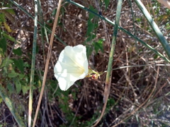 Convolvulus scammonia