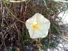 Convolvulus scammonia