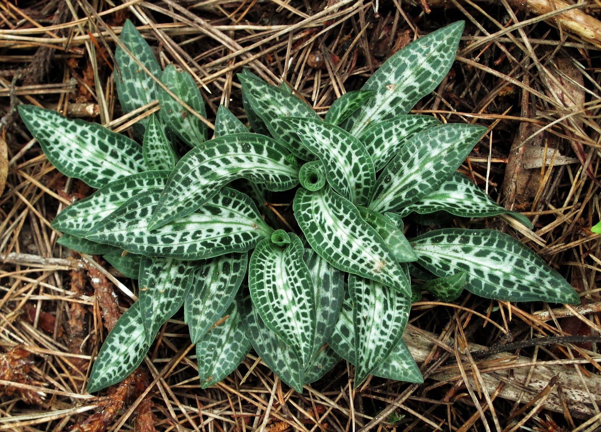 Goodyera oblongifolia