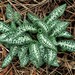 Goodyera oblongifolia - Photo (c) Asa Spade,  זכויות יוצרים חלקיות (CC BY-NC), הועלה על ידי Asa Spade