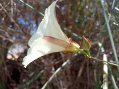 Convolvulus scammonia