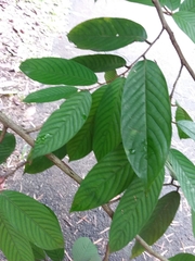 Polyalthia stenopetala