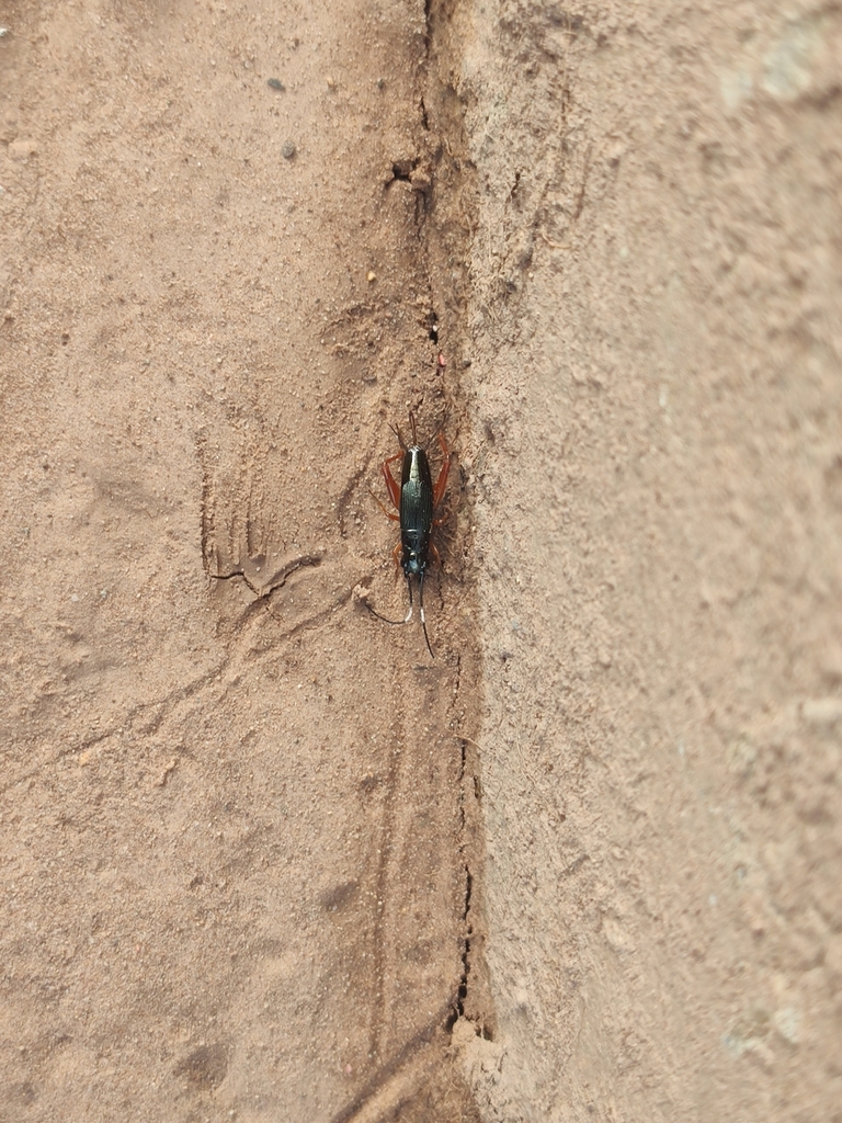 Acanthoplistus