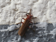 Cantharis antennalis