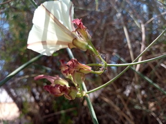 Convolvulus scammonia