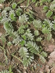 Argentina anserina