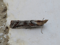 Ancylosis cinnamomella
