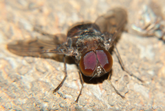 Aulacephala maculithorax
