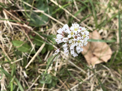 Noccaea caerulescens