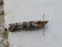 Ancylosis cinnamomella
