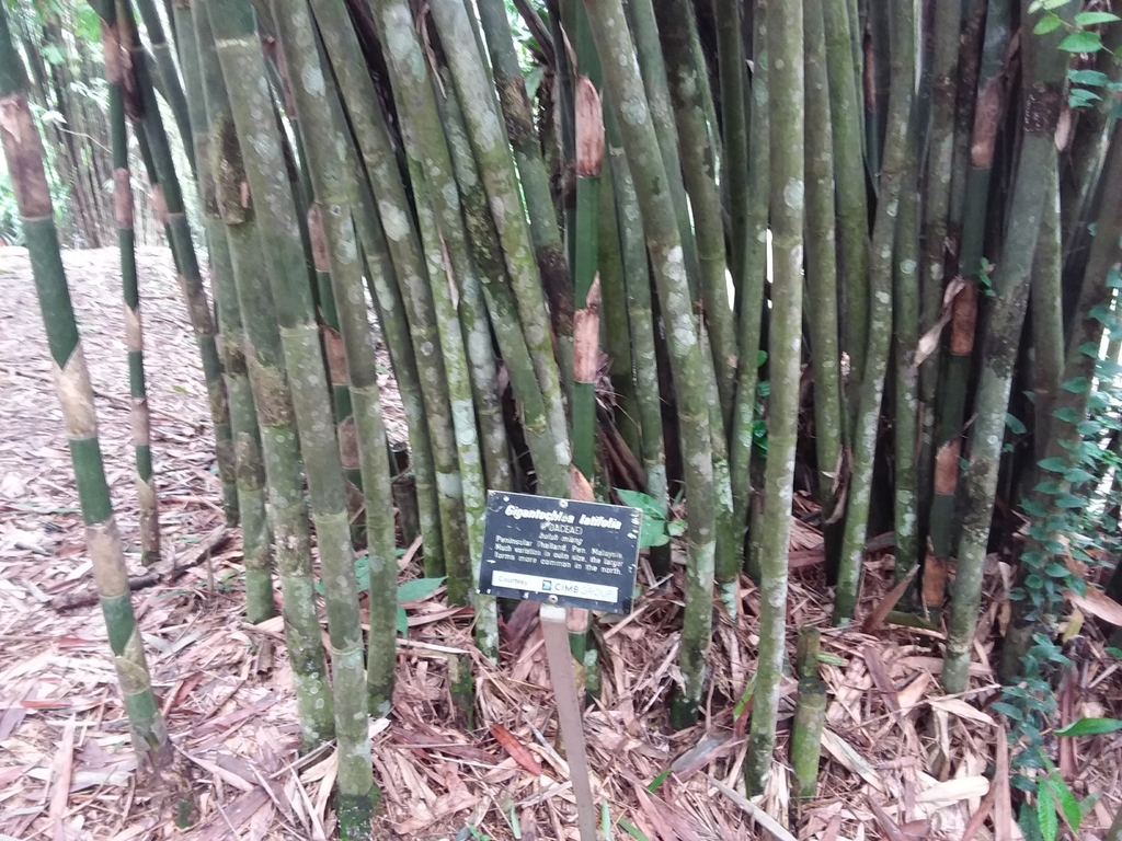 Gigantochloa latifolia