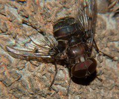 Aulacephala maculithorax