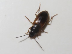 Stenolophus mixtus