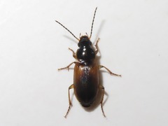 Stenolophus mixtus