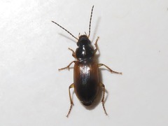 Stenolophus mixtus