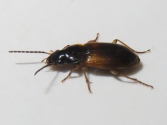 Stenolophus mixtus