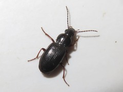 Pterostichus diligens