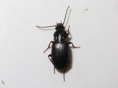 Pterostichus diligens