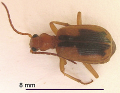 Brachinus dorsalis