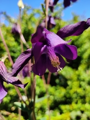 Aquilegia atrata