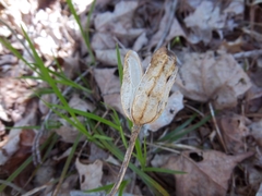 Lilium philadelphicum
