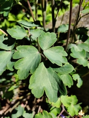 Aquilegia atrata
