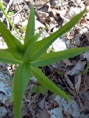 Lilium philadelphicum
