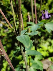 Aquilegia atrata