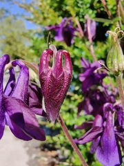 Aquilegia atrata
