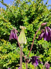 Aquilegia atrata