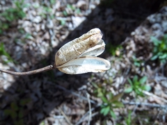 Lilium philadelphicum