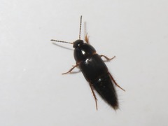 Tachinus rufipes