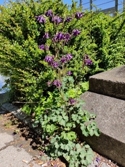 Aquilegia atrata